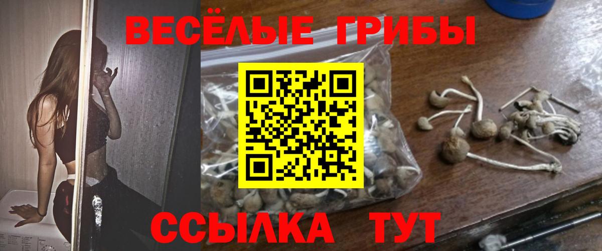 Псилоцибиновые грибы GOLDEN TEACHER  Вход с VPN  Новороссийск  где продают   Галлюциногенные грибы Magic Shrooms 
